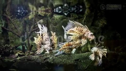 水族馆里的狮子鱼视频
