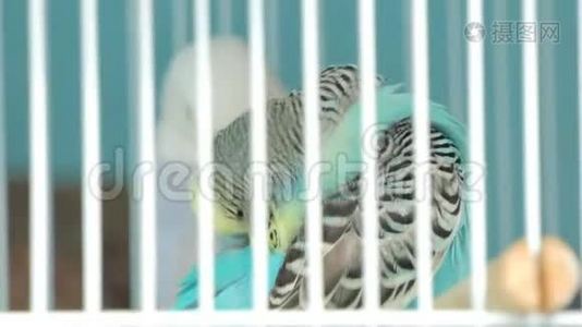 斑马鹦鹉在宠物市场的笼子里。视频