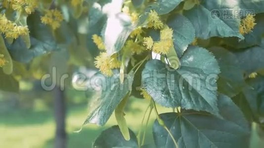 绿枝上的花.. 夏季开花季。 香薰和青柠茶.. 慢动作视频