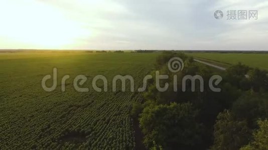 以夏季太阳为背景的向日葵人工林鸟瞰图。视频