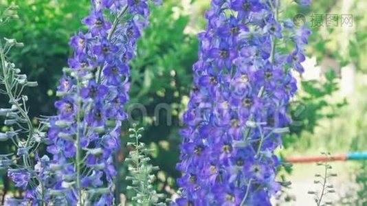 蓝野花、、大大黄蜂授粉花视频