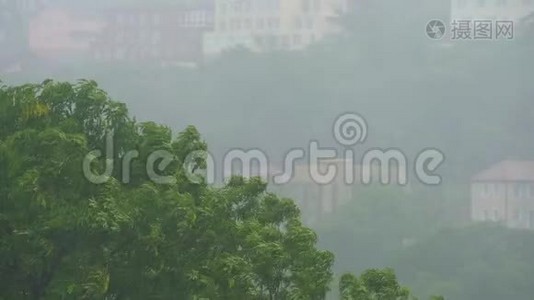 在大雨和风下的树木上观看。 北方地区的风暴概念。 飓风概念视频