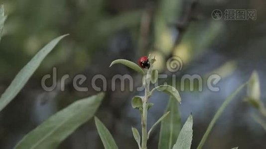 山地绿树中的瓢虫植物、花、动物视频