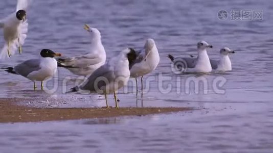 一群海鸥-巨大的黑头鸥-伊希雅图和草原海鸥-拉鲁斯-卡奇纳斯站在浅水湾视频