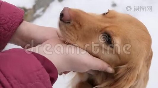 冬天下雪时，主人爱抚他的狗. 快乐的宠物在街上。视频