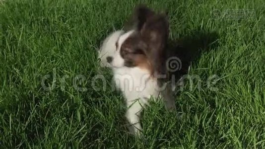 美丽的狗帕皮龙躺在绿色的草坪上，环顾四周的股票录像视频