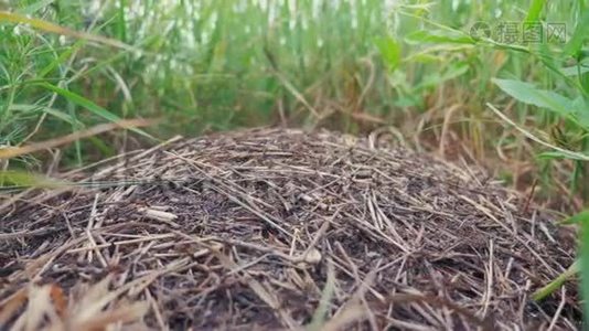 昆虫团队合作理念蚁丘在森林中。 森林里草地上有蚂蚁的生活方式的大蚁丘视频