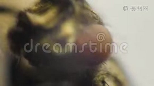 宏夹的家蝇清洁它的眼睛与它的腿在惊人的细节。 飞蝇虫视频