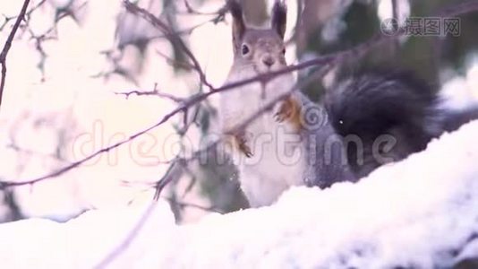 为了可爱的灰色松鼠，她在冬天的雪树枝上嘴里夹着一颗坚果。 松鼠坐在雪地上视频