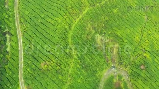 飞越锡兰家族`茶园视频