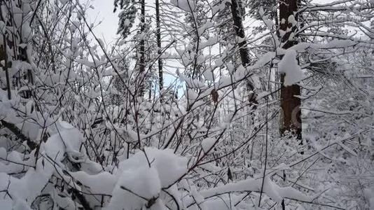 雪的山水森林.视频
