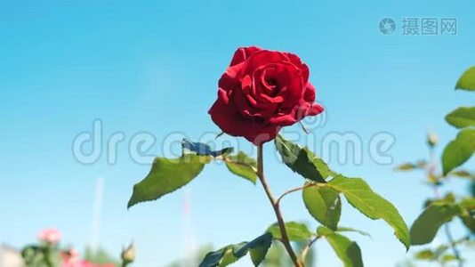 玫瑰红花映蓝天.. 大自然的花朵，绿叶，美丽的生活方式花视频