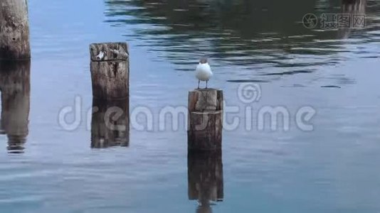 海鸥鸟在海上的树林里视频