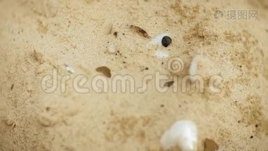 蜈蚣在沙地上绕圈跑视频