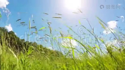 春天的草地在风中和阳光下视频