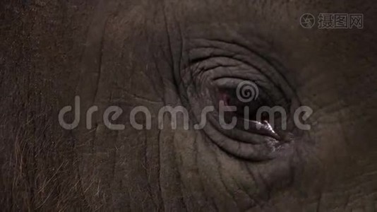 亚洲小象的眼睛。 近景视频