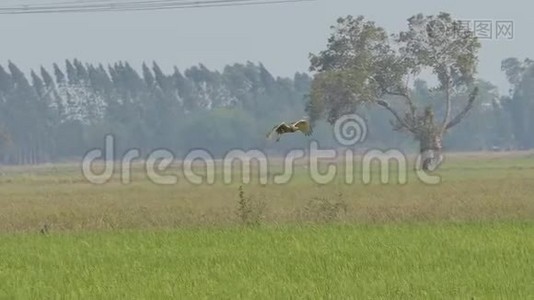 鹰在空中飞过田野视频