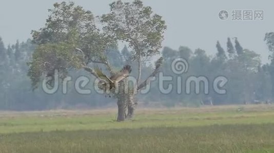 鹰在空中飞过田野视频