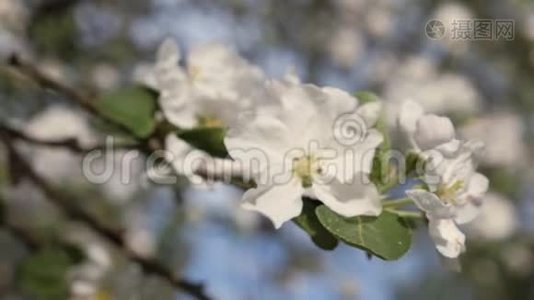 开花的海棠.. 春天果树的枝.. 白色花朵特写视频