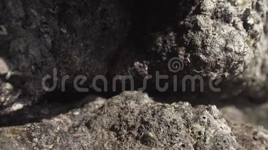 泰国野生动物石头上的定时蟹视频