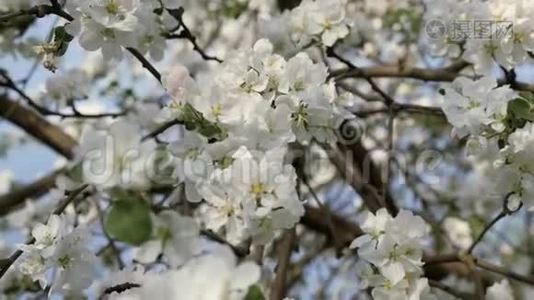 开花的海棠.. 春天果树的枝.. 白色花朵特写视频