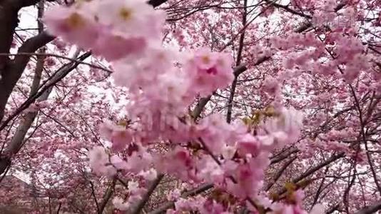 4k视频春樱花带粉花风和枝视频