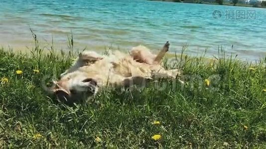 宠物的幸福生活。 金毛猎犬在大自然中玩得很开心-在草地上荡秋千，在羊毛中摇动水-视频