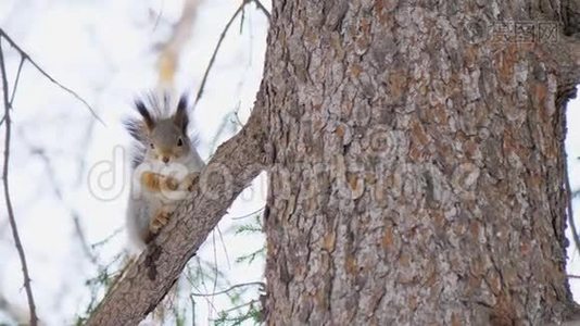 小可爱的松鼠坐在自然公园的松枝上。视频