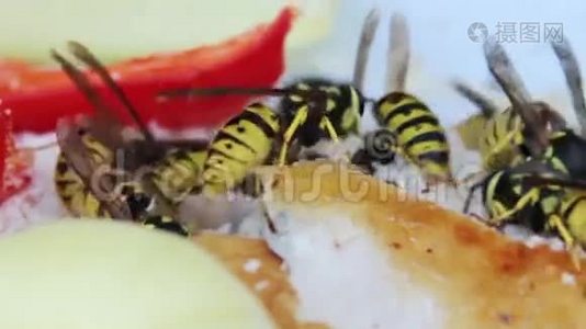黄蜂视频