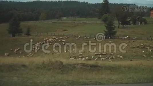 从车前窗看，车在空山路上行驶，动作缓慢。 羊在田野里放牧。 公路旅行视频