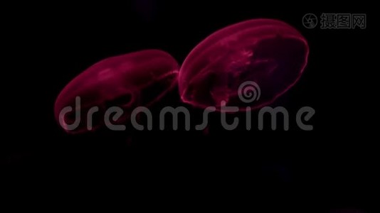 红色发光水母在黑暗的深海中游动。水下野生动物海洋动物。视频