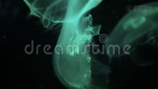 水族馆中的水母，颜色变化的光视频