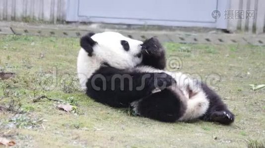 小熊猫宝宝正躺在草地上视频
