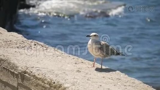 有趣的海鸥鸟站在海边近距离。视频