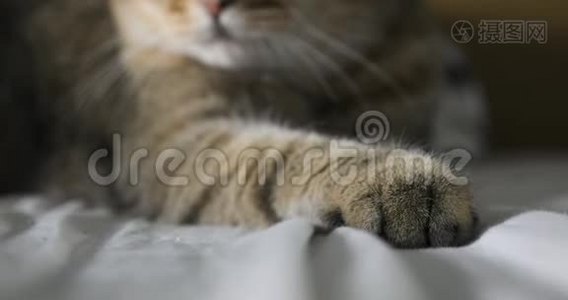 特写猫`爪子英国猫视频