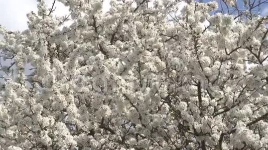 樱花树特写四月晴日.. 4K视频