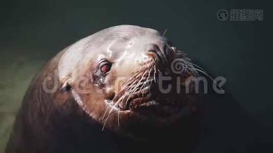 巨大的海狮在堪察加地区冰冷的太平洋的冷水中游泳视频