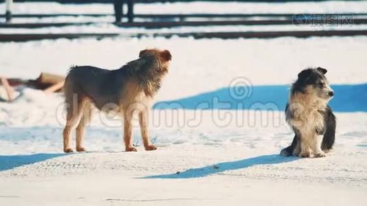 无家可归的两只狗冷冷地过冬。 无家可归的动物宠物问题。 雪生活方式中的黑白小狗视频