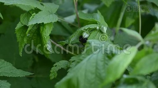 蜜蜂从树莓花中采集花蜜，树莓通过昆虫授粉视频