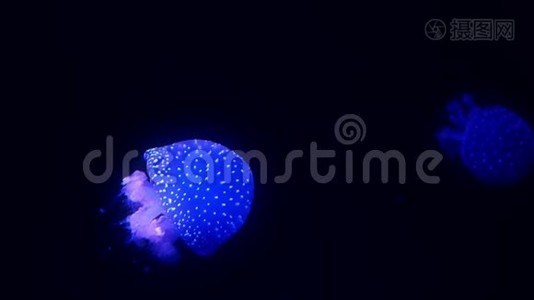 蓝色发光的水母在深蓝色的水里移动。视频