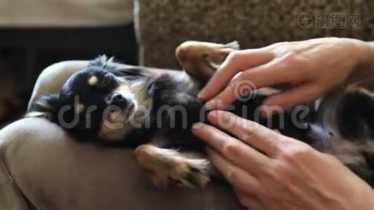 一位老妇人抚摸一只小狗——玩具猎犬视频