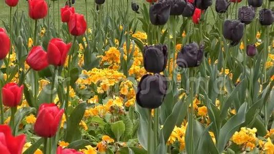 春天。 红色和黑色的花。视频
