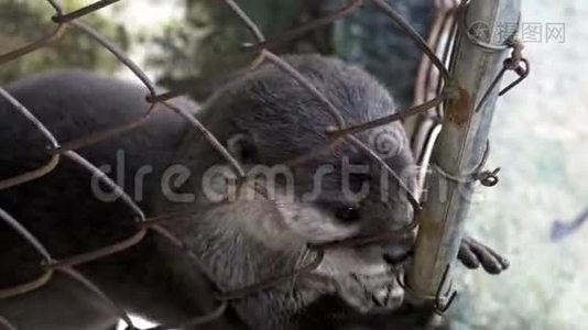 欧亚水獭卢特拉被困在动物园的笼子里。 动物暴力概念视频
