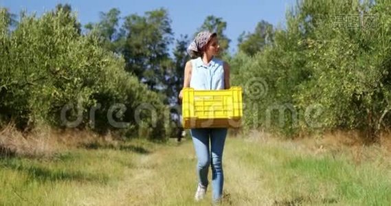 带着收获的橄榄走在4k箱子里的女人视频