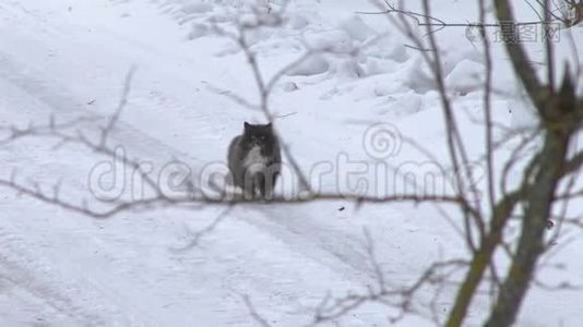 大灰猫在雪地里过冬.. 那只猫沿着马路跑视频