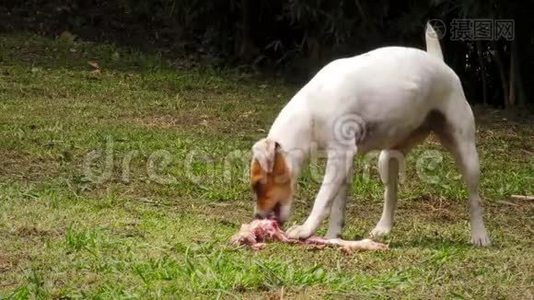 小宠物狗享受天然动物骨头的原始饮食视频