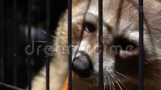 在动物园饲养被困在笼子里的浣熊。 动物暴力概念视频