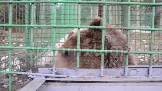 可怜的棕熊生活在笼子里，在动物园的酒吧后面。 监狱里栅栏后面的悲伤熊。 圈养的动物。 康塞普视频