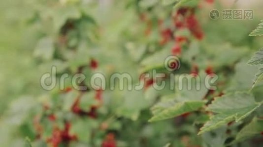 红醋栗或红醋栗肋骨红宝石分公司。 在花园里种植有机浆果。 水果园中成熟的醋栗浆果视频