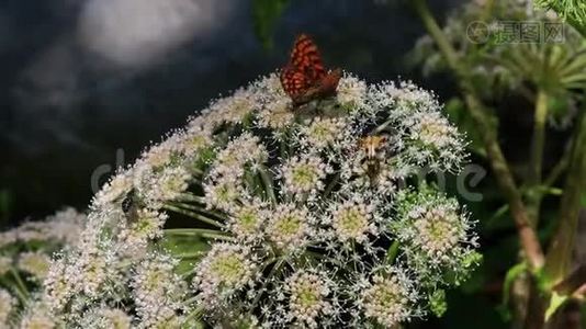 蝴蝶和昆虫给白花授粉视频